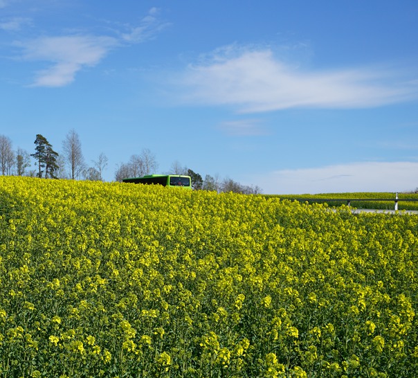 Blommande rapsfält.