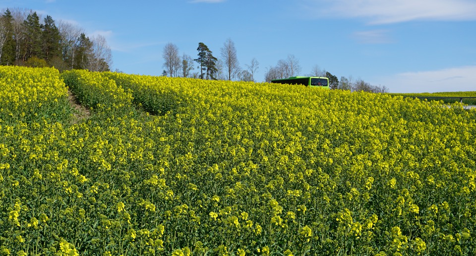 Blommande rapsfält.
