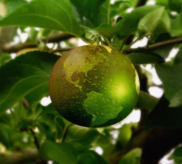 Ett träd med en frukt i form av en grön jordglob.