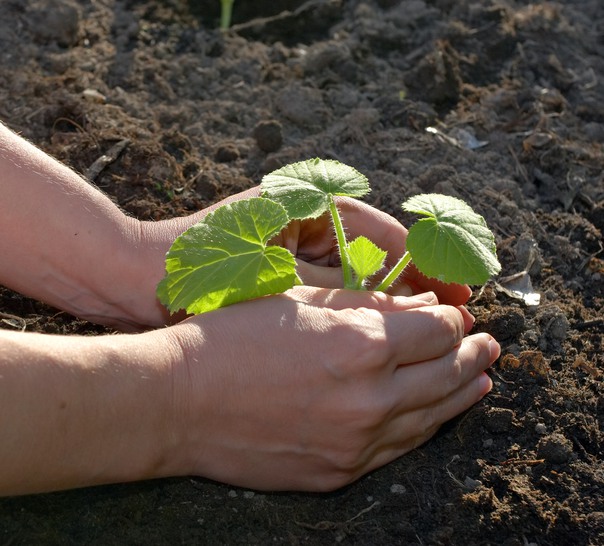 Två händer som planterar en planta i jorden.