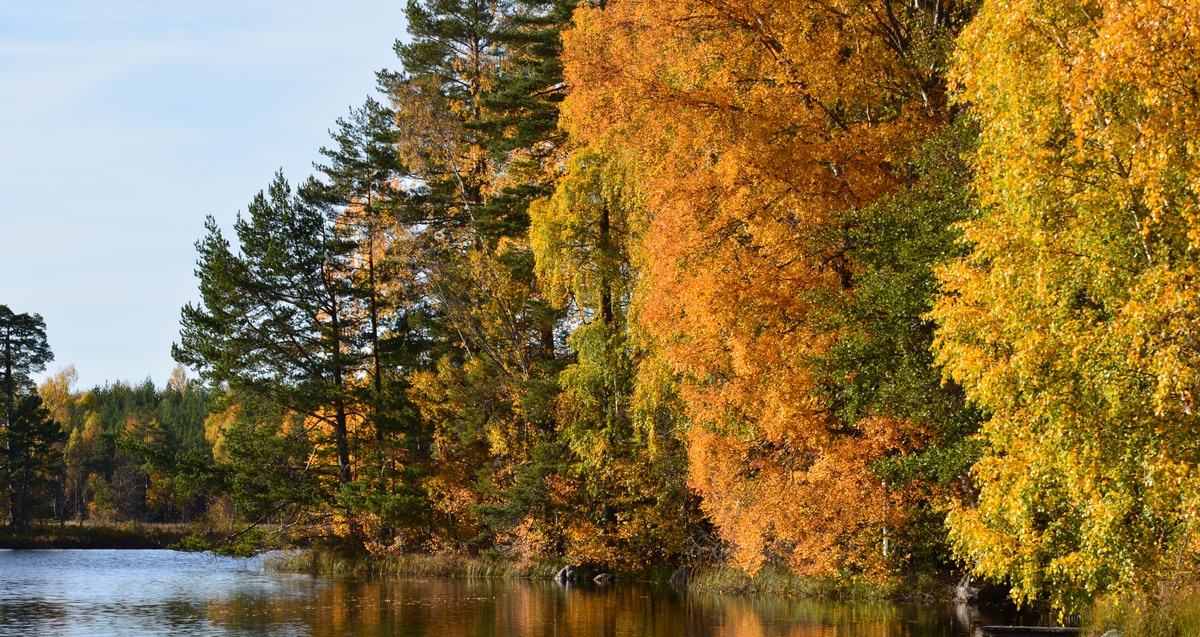 Sjö som kantas av träd i höstfärger.