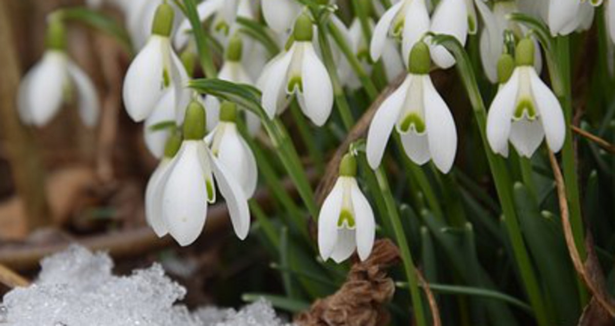 Snödroppar och smälander snö. 