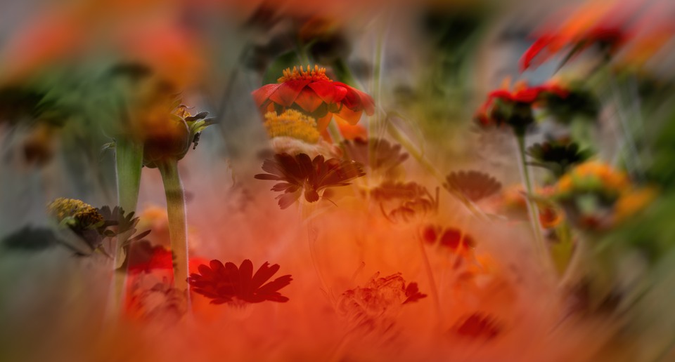 Närbild på blommor i orange och gul