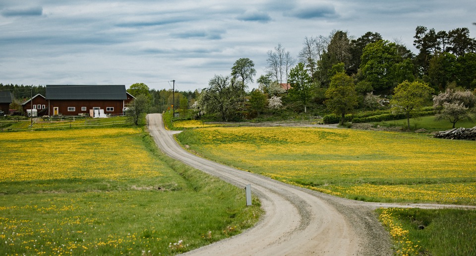 Grusväg omgiven av sommarfält