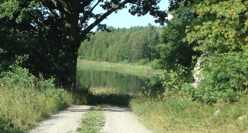 Grusväg som leder ner till en sjö, omgiven av träd i sommarmiljö