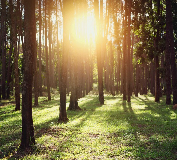 En skog i solljus.