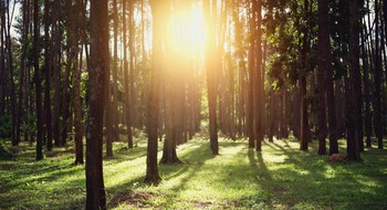 En grön skog i solljus.