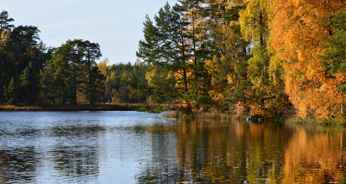 sjö som kantas av träd