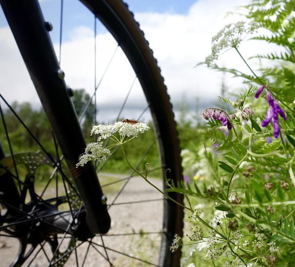 Framhjul på en cykel vid blommor.