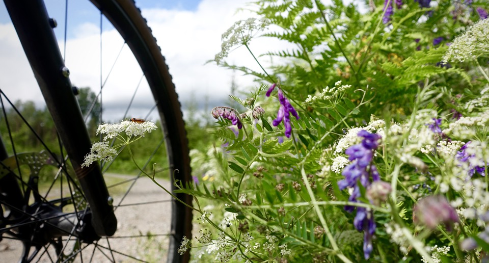 Framhjul på en cykel vid blommor.