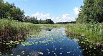 Stilla vattendrag med näckrosor kantat av vass och gröna träd.