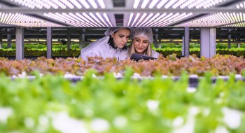 Två personer i skyddskläder framför små plantor i växthus.