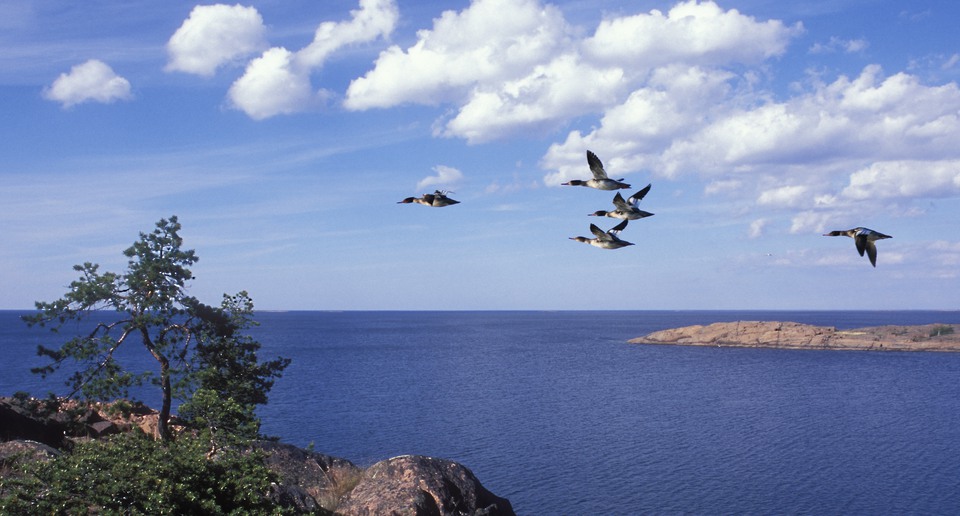 Skärgård med klippor, vatten och fåglar som flyger.