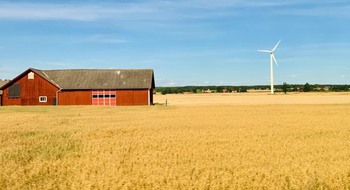 Sommarlandskap med ett odlat fält, en lada och ett vindkraftverk.