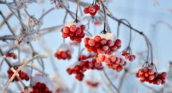 Frostiga grenar med röda bär. 