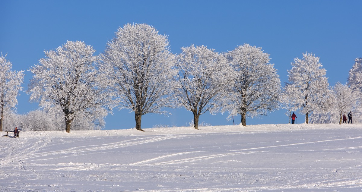 Snötäckt öppet landskap där några människor promenerar i en trädallé.